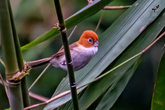 Psittiparus ruficeps