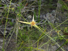 Rhynchospora heterochaeta