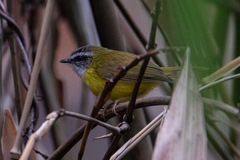 Abroscopus superciliaris