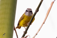 Abroscopus superciliaris