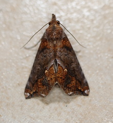 Plusiodonta arctipennis