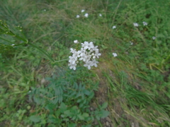 Valeriana
