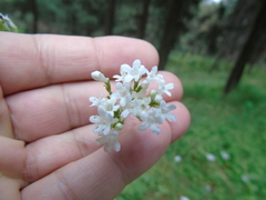 Valeriana