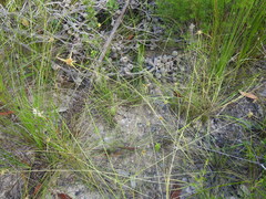 Rhynchospora heterochaeta