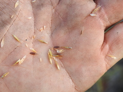 Rhynchospora heterochaeta