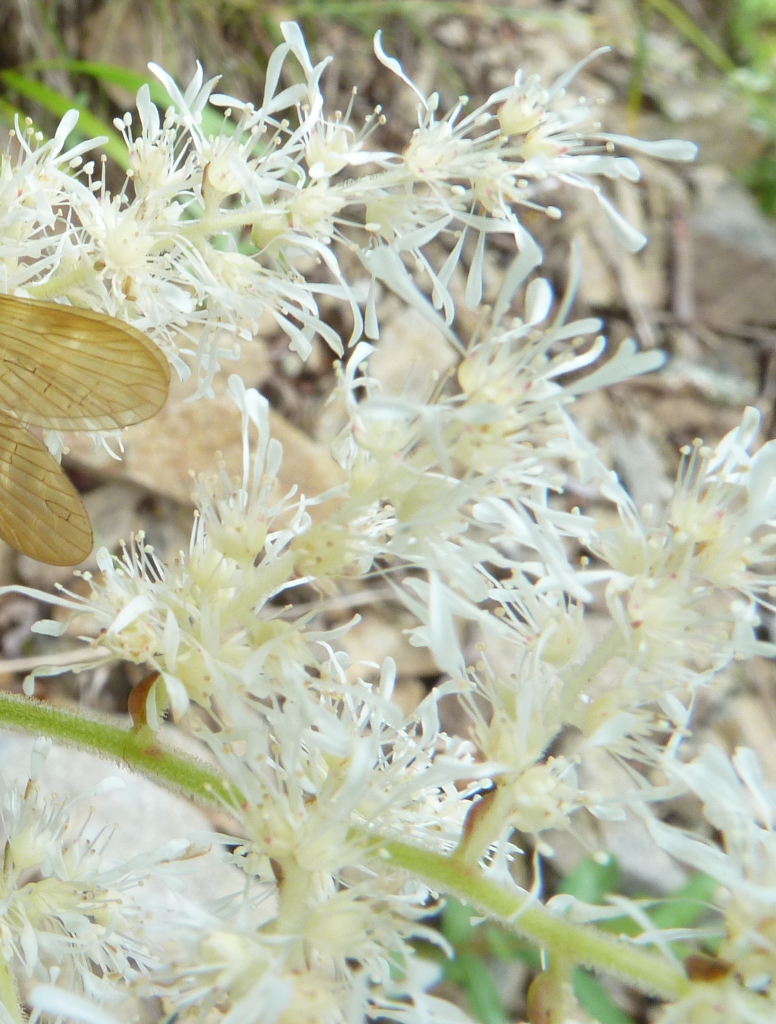 Astilbe formosa