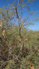 Prosopis alpataco