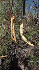 Prosopis alpataco