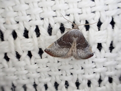 Mataeomera coccophaga