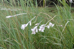 Dierama latifolium