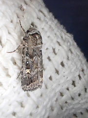 Noctuidae