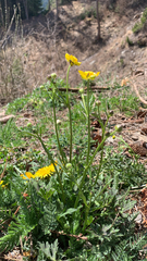 Ranunculus serpens polyanthemophyllus