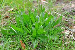 Plantago lanceolata