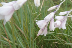 Dierama latifolium