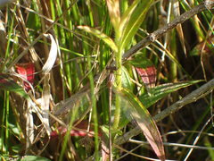 Lestes vidua