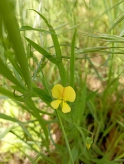 Lathyrus annuus
