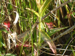 Lestes vidua
