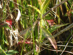 Lestes vidua