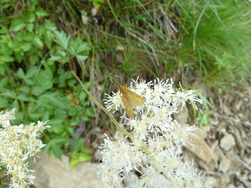 Image of Astilbe Formosa (Astilbe formosa) by (c) Andreas Taeger, some rights reserved (CC BY)