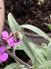 Bombus