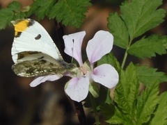 Anthocharis scolymus