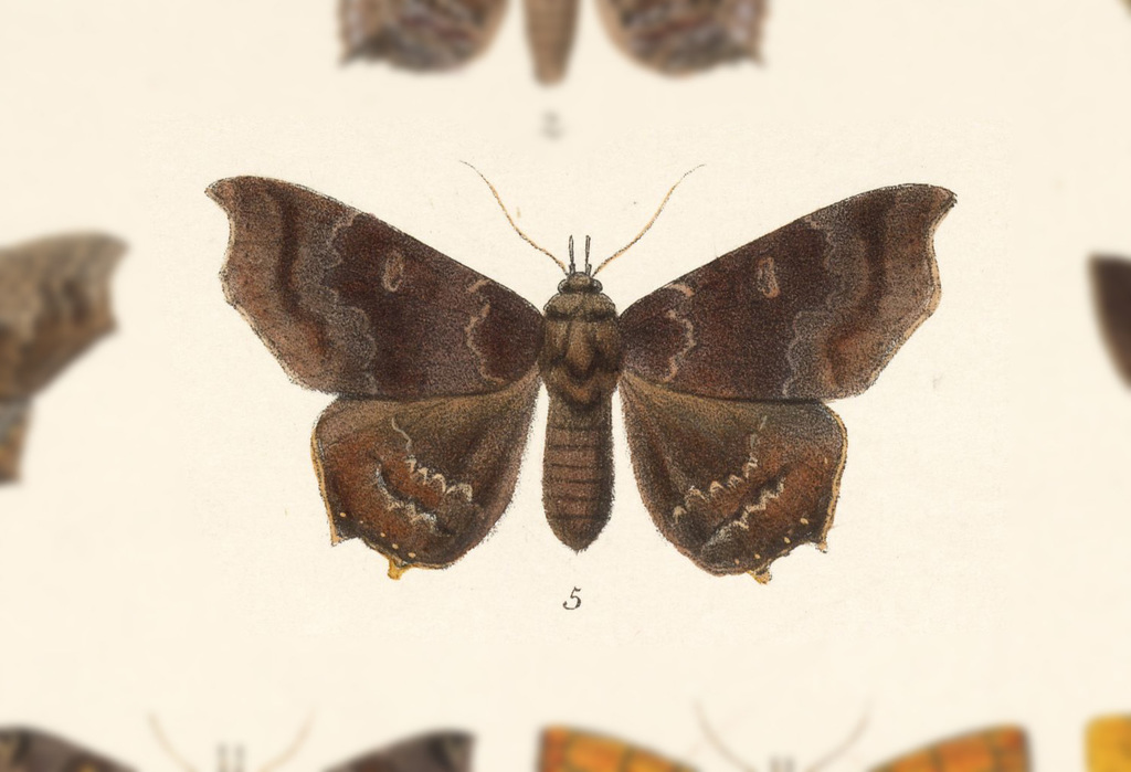 Euclystis maxima