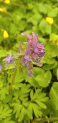 Corydalis solida