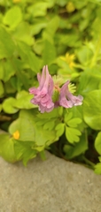 Corydalis solida