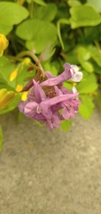 Corydalis solida