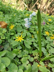 Puschkinia scilloides