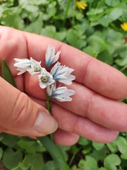 Puschkinia scilloides