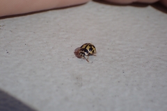 Propylea quatuordecimpunctata