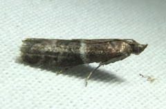 Moodna ostrinella