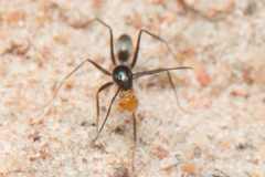Iridomyrmex bicknelli