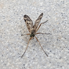 Rhagio atlanticus