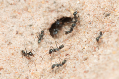 Iridomyrmex bicknelli