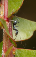 Iridomyrmex bicknelli