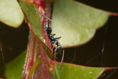 Iridomyrmex bicknelli