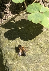 Andrena nigroaenea