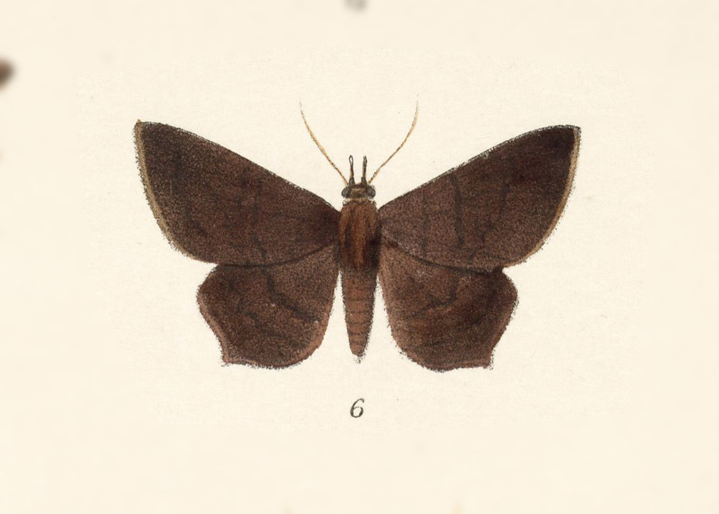 Euclystis agava