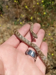 Hypsiglena ochrorhynchus klauberi