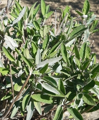 Salvia officinalis