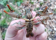 Austropotamobius torrentium