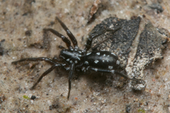 Nyssus