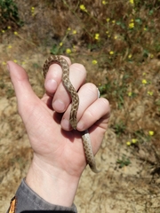 Hypsiglena ochrorhynchus klauberi