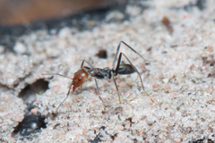 Iridomyrmex rubriceps