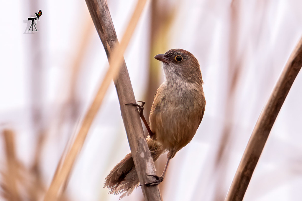 Jerdon's Babbler (Chrysomma altirostre) photo