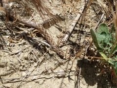 Hypsiglena ochrorhynchus klauberi