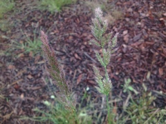 Polypogon interruptus