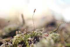 Bryophyta